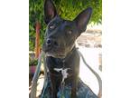 Onyx, American Staffordshire Terrier For Adoption In Temecula, California