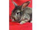 Pickles, Lionhead For Adoption In Edinburg, Pennsylvania