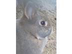 Flopsy Mopsy Peter Cottontail, American For Adoption In Encinitas, California