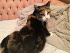 Martha, Domestic Shorthair For Adoption In Kitchener, Ontario