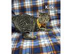 Kirk, Domestic Shorthair For Adoption In Fairfield, Illinois