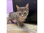 Greta, Domestic Shorthair For Adoption In Newton, North Carolina