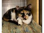 Patches, Domestic Shorthair For Adoption In Manahawkin, New Jersey