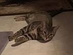 Toby, Domestic Shorthair For Adoption In Kitchener, Ontario
