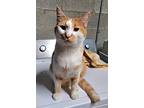 Baron, Domestic Shorthair For Adoption In Landenberg, Pennsylvania