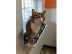 Frank, Domestic Shorthair For Adoption In Estherville, Iowa