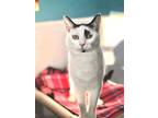 Melody, Domestic Shorthair For Adoption In Estherville, Iowa