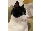 Sylvester, Domestic Shorthair For Adoption In Manahawkin, New Jersey