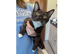 Raven, Domestic Shorthair For Adoption In Morristown, New Jersey