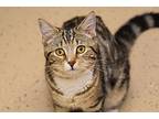 St. Sicily, Domestic Shorthair For Adoption In West Union, Ohio