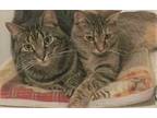 Rocky & Niblet, Domestic Shorthair For Adoption In Foristell, Missouri