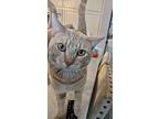 Cranjis, Domestic Shorthair For Adoption In Novato, California