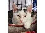 Jimmy, Domestic Shorthair For Adoption In Belton, Missouri