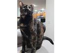 Bella, Domestic Shorthair For Adoption In Frisco, Texas