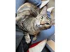 Christina, Domestic Shorthair For Adoption In Seguin, Texas