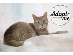 Jr., Domestic Shorthair For Adoption In Belton, Missouri