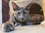 Laureli, Domestic Shorthair For Adoption In Frisco, Texas