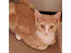 Sunny, Domestic Shorthair For Adoption In Landenberg, Pennsylvania