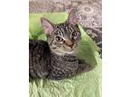 Jack, Domestic Shorthair For Adoption In Morristown, New Jersey