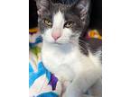 Frida, Domestic Shorthair For Adoption In Morristown, New Jersey