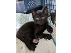 Rockie, Domestic Shorthair For Adoption In Morristown, New Jersey