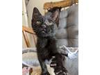 Chip, Domestic Shorthair For Adoption In Morristown, New Jersey