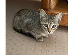 3 Kittens To Choose (deland), Domestic Shorthair For Adoption In Port Orange