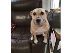 Kierra Knightley (small Dog), Jack Russell Terrier For Adoption In Port Orange