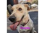 Fructis, Labrador Retriever For Adoption In Franklin, North Carolina