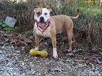 Jack, American Staffordshire Terrier For Adoption In Foristell, Missouri
