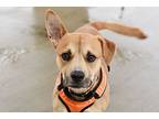 Otis, Terrier (unknown Type, Small) For Adoption In West Union, Ohio