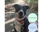 Honey B, American Staffordshire Terrier For Adoption In Davis, California