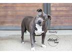 Rowdy, American Staffordshire Terrier For Adoption In Bakersfield, California