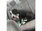 Hammy, American Staffordshire Terrier For Adoption In Davis, California