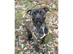 Prince, American Pit Bull Terrier For Adoption In Lyons, New York