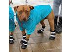 Kona, American Pit Bull Terrier For Adoption In Santa Ana, California