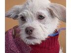 Miso, Cairn Terrier For Adoption In Santa Ana, California