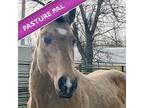 Nacho Cheese, Quarterhorse For Adoption In Des Moines, Iowa