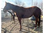 Brandy Bucket, Quarterhorse For Adoption In Des Moines, Iowa