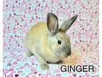 Ginger, Other/unknown For Adoption In Whittier, California
