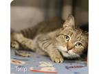Tulip Declawed, Domestic Shorthair For Adoption In Mobile, Alabama