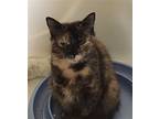 Evie, Domestic Mediumhair For Adoption In Mobile, Alabama