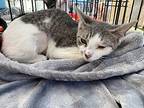 Clara, Domestic Shorthair For Adoption In Panama City Beach, Florida