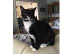 Mikey, Domestic Shorthair For Adoption In Mobile, Alabama
