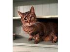 Sam, Domestic Shorthair For Adoption In Mobile, Alabama