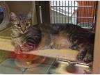 Marlena Accc, Domestic Shorthair For Adoption In Mobile, Alabama