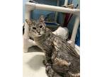 Hamlet, Domestic Shorthair For Adoption In Colorado Springs, Colorado