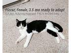 Pizazz, Domestic Shorthair For Adoption In Florence, Arizona