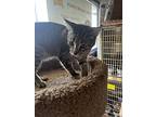 Judy, Domestic Shorthair For Adoption In Richmond, Indiana
