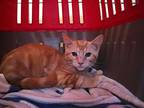 Phil, Domestic Shorthair For Adoption In Rossville, Tennessee